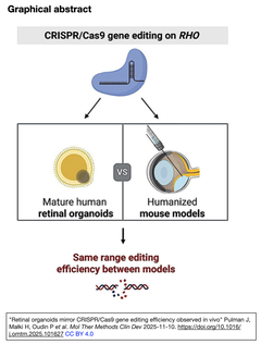 網膜オルガノイドは、ヒト化モデルマウスin vivoで観察されたCRISPR/Cas9による遺伝子編集効率を再現する