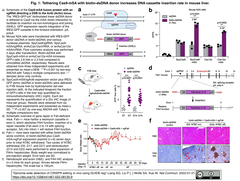 生体内でのCRISPRシステムによるオフターゲット編集を網羅的かつ高感度で検出可能にするGUIDE-tag