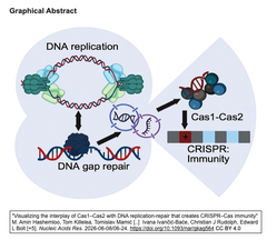 生細胞蛍光顕微鏡にて, CRISPR-CasシステムがそのCas1-Cas2複合体を介して新規MGEからスペーサーを獲得するところを目撃しました