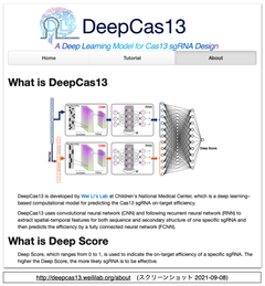 [20230704更新] DeepCas13: 機械学習によるCRISPR-Cas13dのオンターゲットとオフターゲットの活性のモデリング
