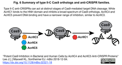anti-CRISPR