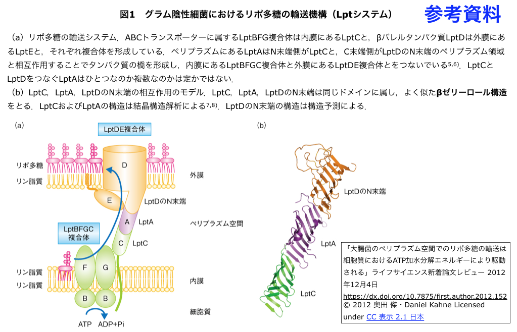 crisp_bio
	  リポ多糖 (LPS)が細胞質から細胞外膜へ輸送される構造基盤の理解深まる
	コメント