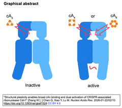 タイプIII-B CRISPR-Casシステムにおける二次情報伝達分子cAnと補助エフェクタータンパク質との関係性