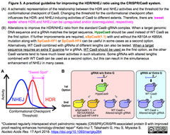 A practical guideline for improving the HDR NHEJ ratio