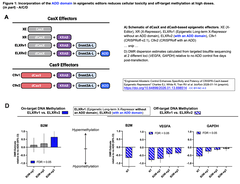 Engineered Allosteric Control Enhances