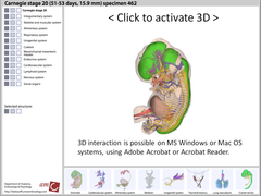 ヒト胚発生の対話型３次元デジタル・アトラスの開発