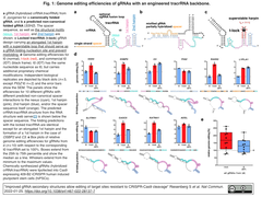 CRISPR-Cas9の切断に対して抵抗する標的部位の編集を，gRNAの二次構造を改変することで実現