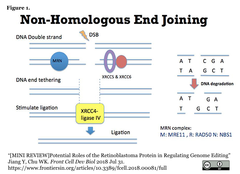 DSBからの修復経路の選択に影響を与える因子とCRISPRa/iによる調節 (2件)