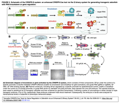 Versatile CRISPR-Cas Tools  FIGURE2