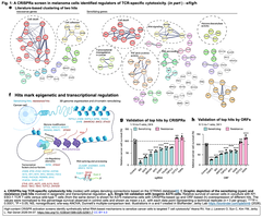 CRISPRaスクリーンを介して, その発現が腫瘍細胞に対するT細胞の細胞障害性を増強する一連の遺伝子群を同定し, メカニズム解析を経て, 「免疫RNAに基づく合成致死」*の概念を提唱
