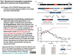 ハマダラカが示す遺伝子ドライブ耐性