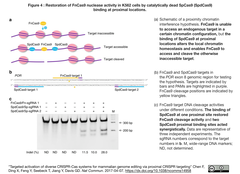 CRISPRメモ_2019-02-23: メルクのproxy-CRISPR米国特許成立、Broad欧州特許2件目の取り消し