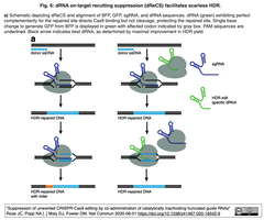 dRNA2