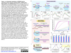 Cas12a