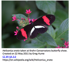 Heliconius erato