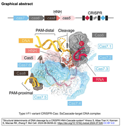 タイプI-F CRISPR -Casシステムの中で, DNA切断にCas3を利用しないタイプF-I1システムは, そのニッカーゼ型を介した精密ゲノム編集のプラットフォームとして有用である