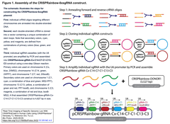 [プロトコル] CRISPRainbowを用いたヒト細胞におけるCRISPR/dCas9による特定ゲノム座位のリアルタイムイメージング