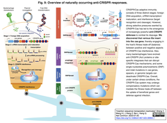 挿入因子のcas 遺伝子への転位がCRISPR-Cas免疫システムを阻害する