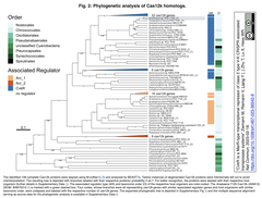藍藻由来のクラス2タイプC-K CRISPR関連トランスポゾン (CAST) の活性制御の構造基盤