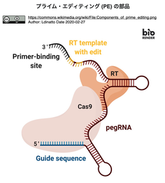 PE components