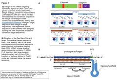 Cas13a