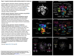 Global genetic interaction network Figure 1