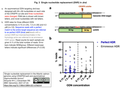 CRISPR/Cas9と非対称オリゴヌクレオチドドドナーを用いたアトランティックサーモンゲノムの一塩基置換