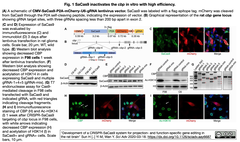 gene editing in the rat brain