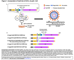 Optimized lentivirus-derived Figure 1