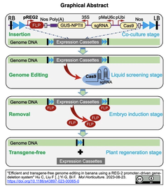 バナナの効率的かつトランスジーン・フリーなCRISPR-Cas9ゲノム編集を実現