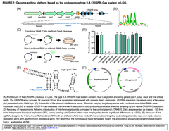 Exploiting the Endogenous Type II-A FIGURE 1
