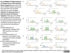 ScCas9 2