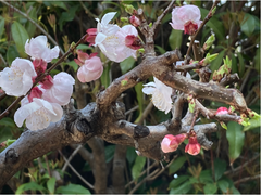 スクリーンショット 2025-03-24 14.06.45