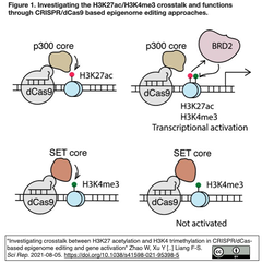 H3K27ac:H3K4me3 crosstalk