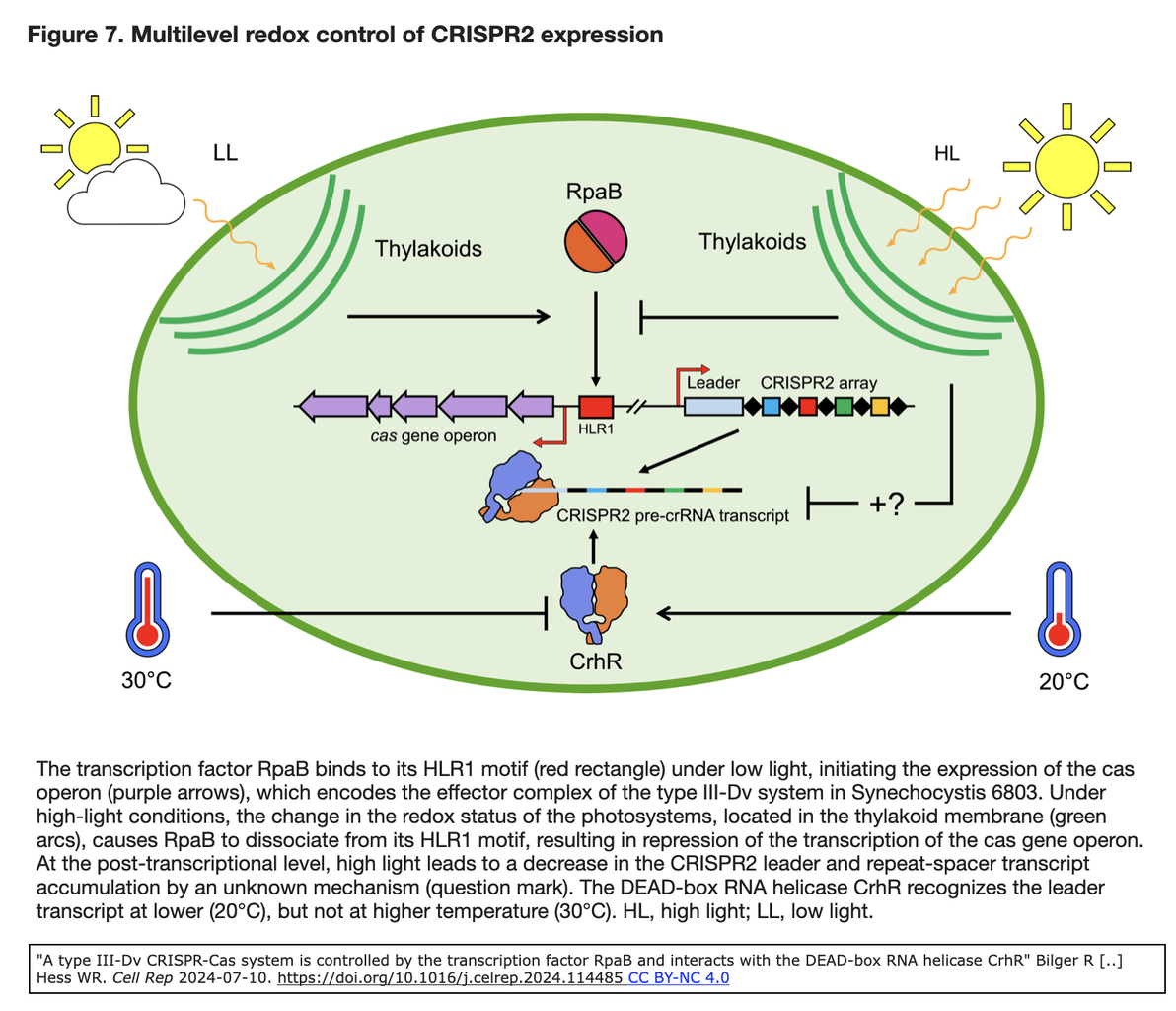 タイプIII-Dv CRISPR-Casシステムは転写因子RpaBによって制御され, DEAD-box RNAヘリカーゼCrhRと相互作用する ...