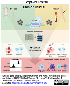 Efficient gene knockout