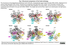 CdCas9 3