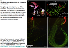 CRISPRメモ_2017/09/29_光スイッチを伴うCas9、合成致死推定レビューなど７件