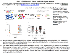 p53 DNA damage response 1