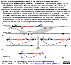 CRISPRメモ_2017/11/22-1（肺癌モデルブタ、HIV-1療法など７件）