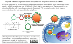 CRISPR/Cas9-ポリエチレンイミン (PEI)-磁気ナノ粒子 (MNP)によるゲノム編集を実現