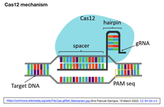 ゲノムワイドCRISPRスクリーンを擾乱するノイズは主としてガイドRNAsの発現の不均一性に由来する - enAsCas12aにて検証