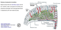 Placenta1