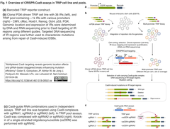 TRIP cell line