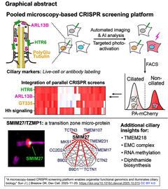 A microscopy-based CRISPR screening platform