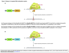 同義変異は, 腫瘍抑制因子のRNA修飾の調節を解除することで, 腫瘍形成を促進する可能性を帯びている