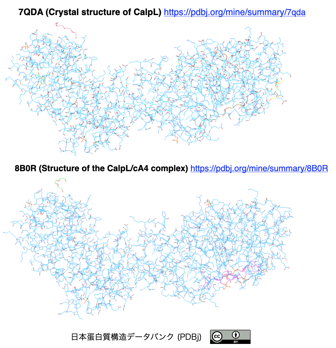 crisp_bio
	  環状ヌクレオチド活性化CRISPRプロテアーゼによる抗ウイルス性シグナル伝達
	コメント