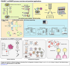 Single-Cell CRISPR