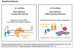 Enhancing RNA base editing GA