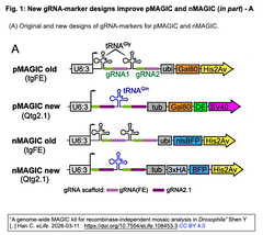 A genome-wide MAGIC kit FIG. 1